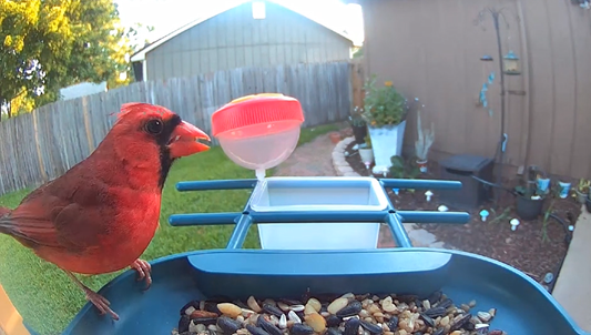 Why the Nafnti Smart Bird Feeder with Camera Is a Must-Have for Bird Lovers in 2025