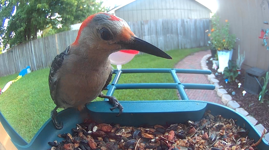 Turn Your Backyard into a Wildlife Haven with the Nafnti 2K Smart Bird Feeder