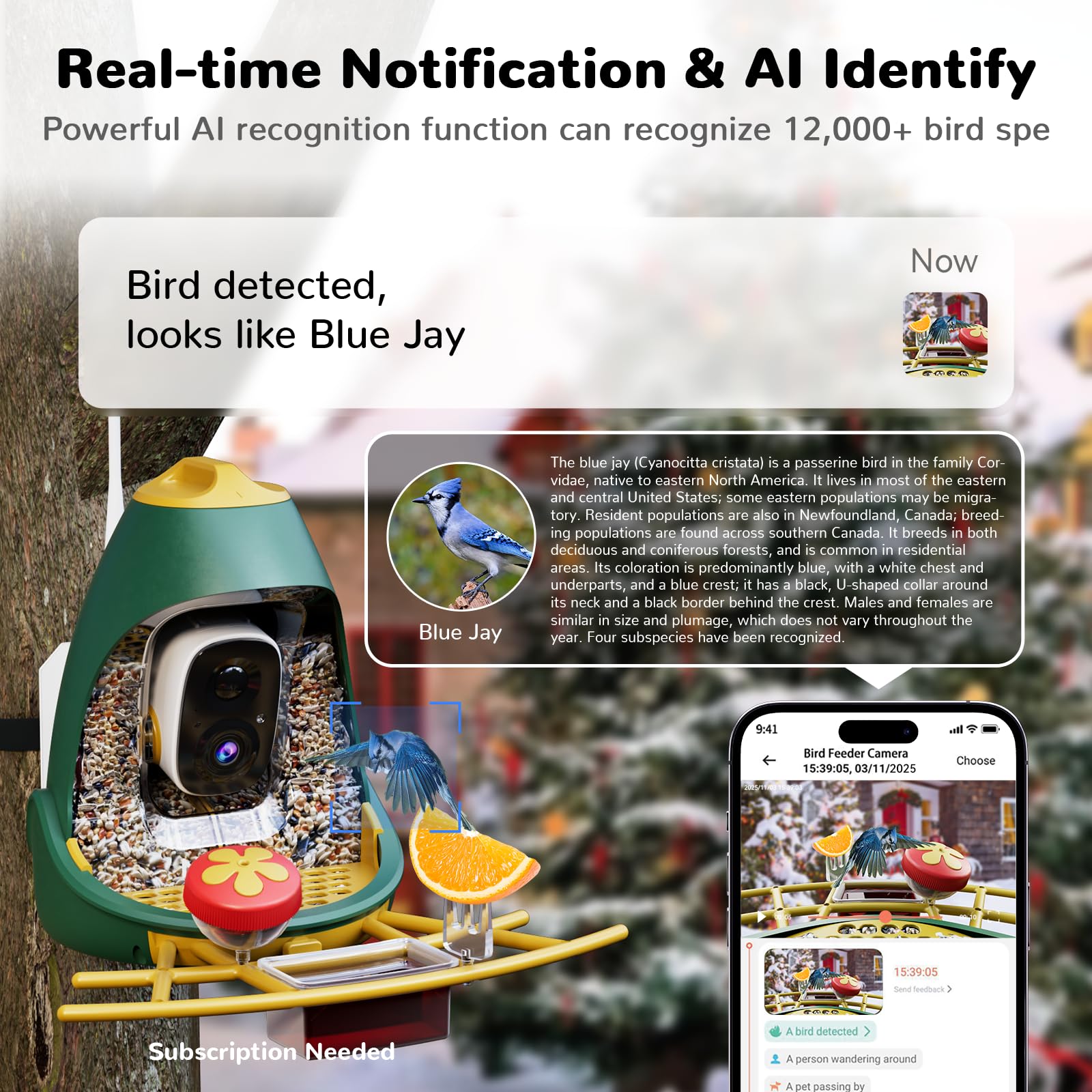 Infographic showing Nafnti's AI recognition identifying a Blue Jay with real-time smartphone notifications, supporting identification for over 12,000 bird species.