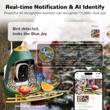 Infographic showing Nafnti's AI recognition identifying a Blue Jay with real-time smartphone notifications, supporting identification for over 12,000 bird species.