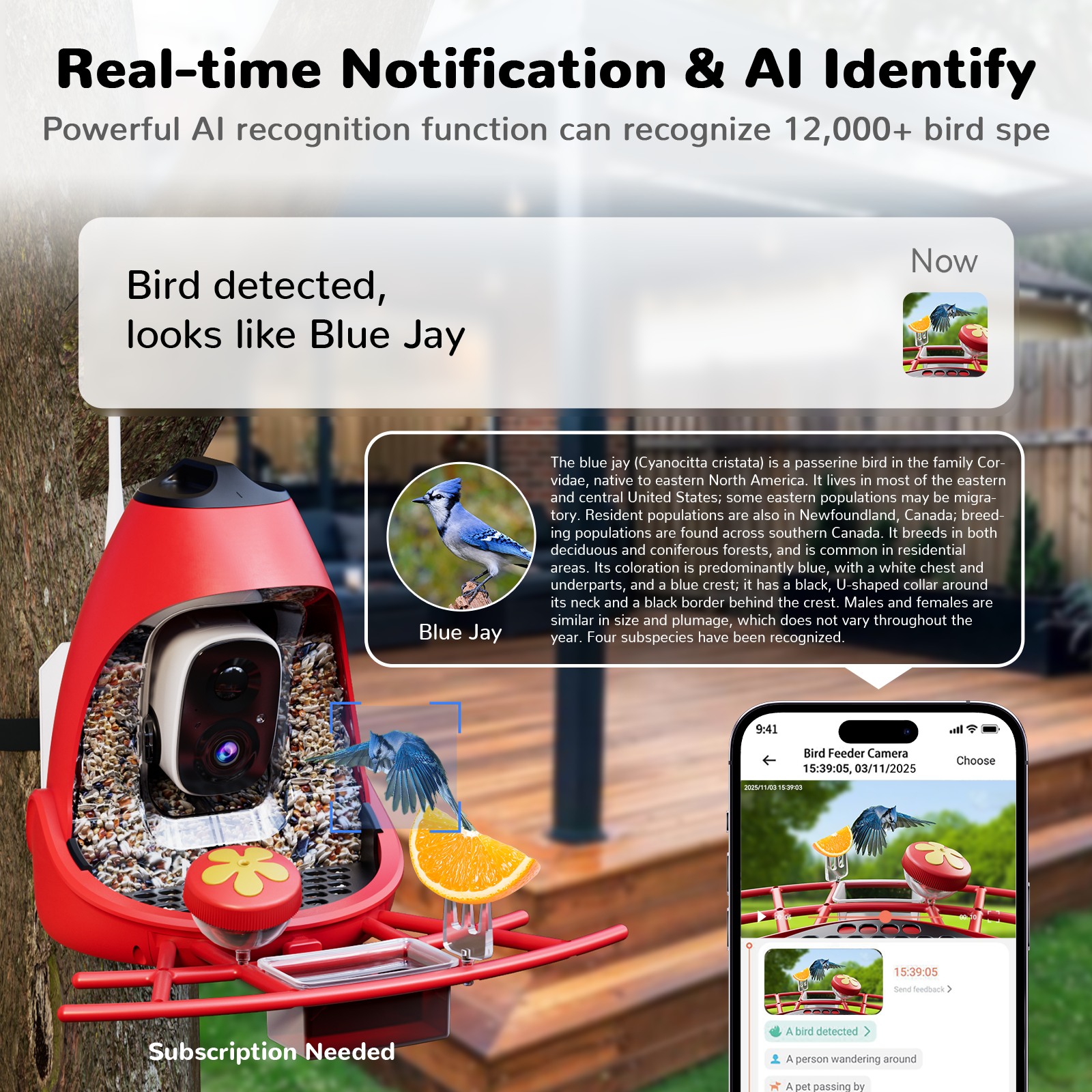 Smartphone app showing a real-time Blue Jay detection notification and AI species identification from a Nafnti smart bird feeder camera.